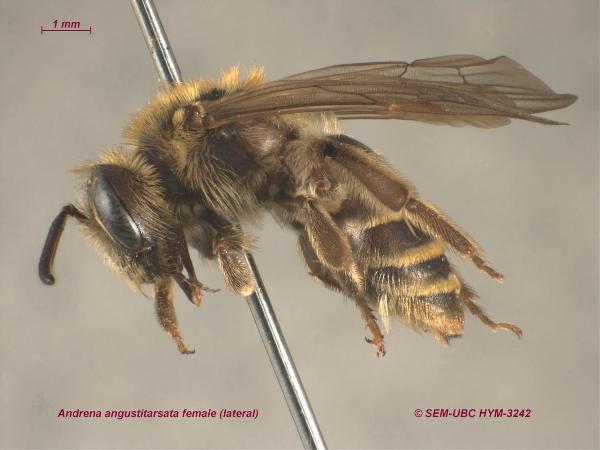 Photo of Andrena angustitarsata by Spencer Entomological Museum